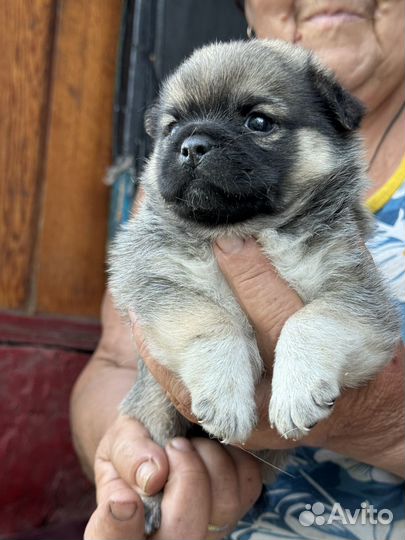 Собака в добрые руки щенки