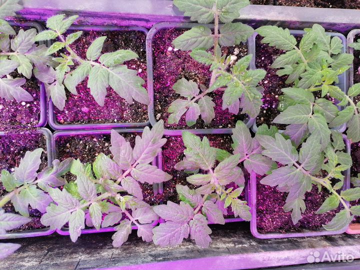 Рассада помидор