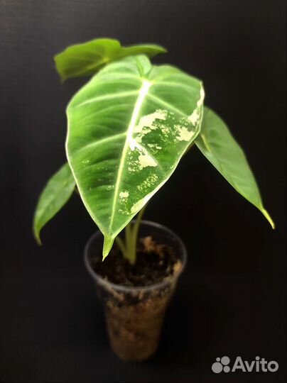 Алоказия Фрайдек вар. / Micholitziana Frydek Var