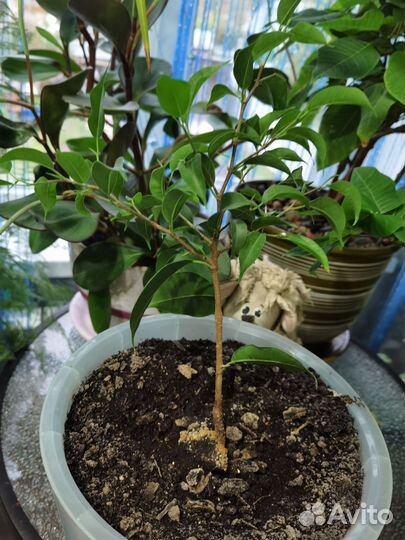 Фикус бенджамина и гибискус