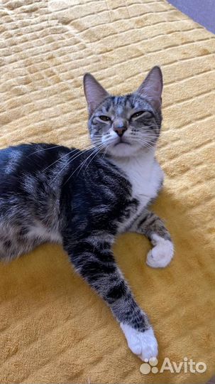 Кошка в добрые руки