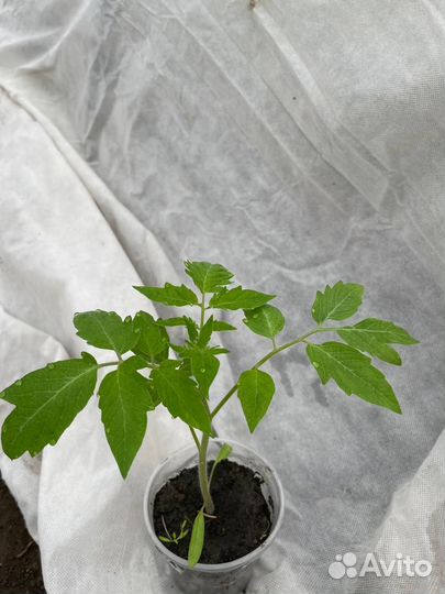 Рассада помидор, перца, петуньи