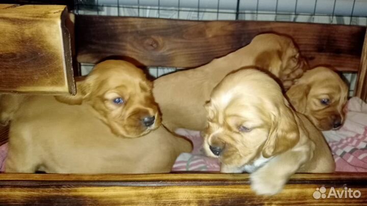 Домашние животные собаки щенки