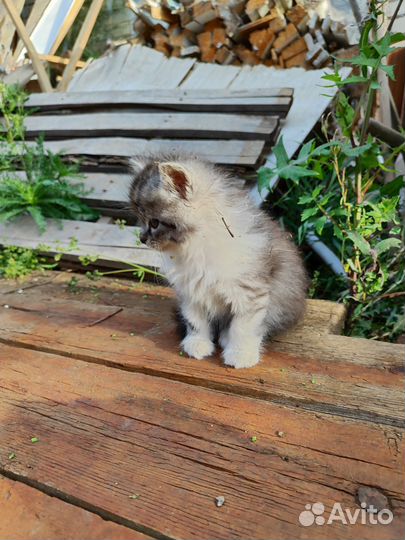 Милые красивые котята