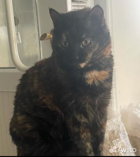 Кошка