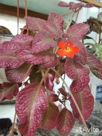 Комнатные растения