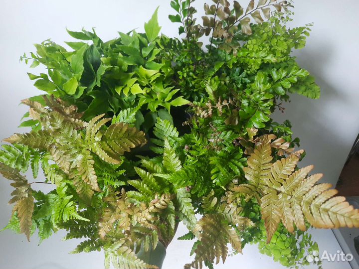 Папоротник разные