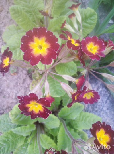 Хоста и примулы