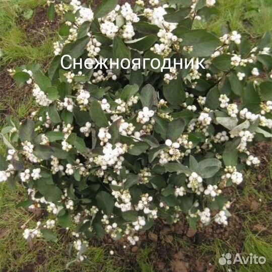 Цветущие кустарники.Возможен обмен