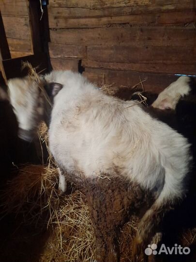 Бычки и быки