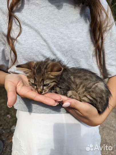 Котенок в добрые руки