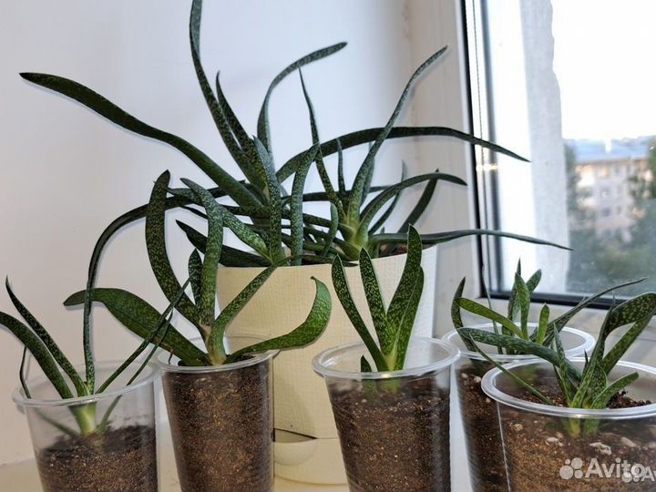 Гастерия косая (Gasteria abliqua)