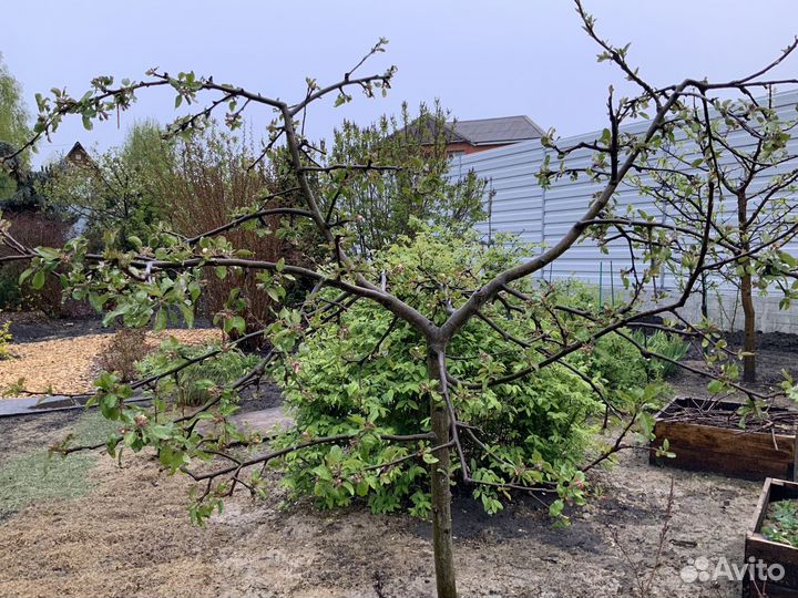 Яблоня карликовая «Чудное» 6ти-летка плодоносящая