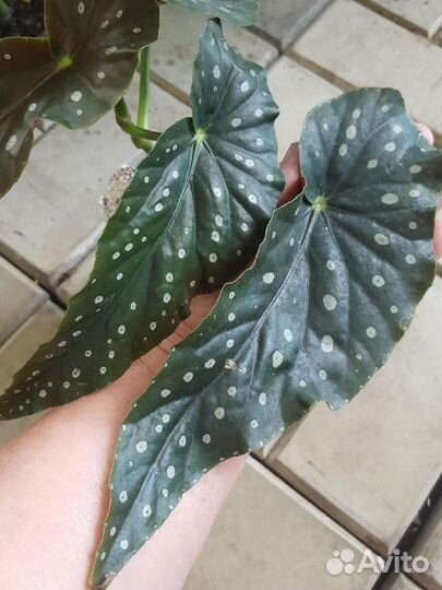 Растения домашние