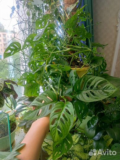 Комнатное растение,Монстера манки