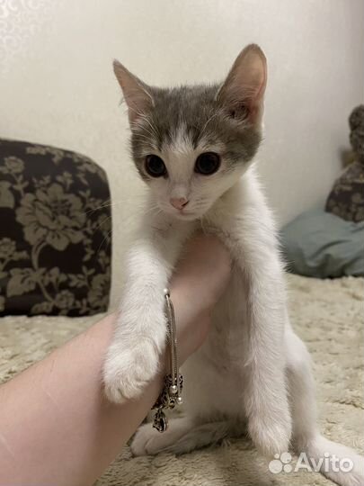 Отдам в добрые руки