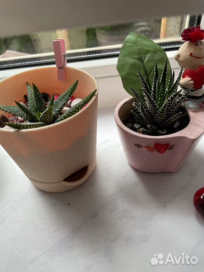 Суккуленты