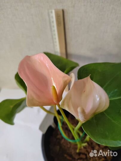 Антуриум Джоли пич