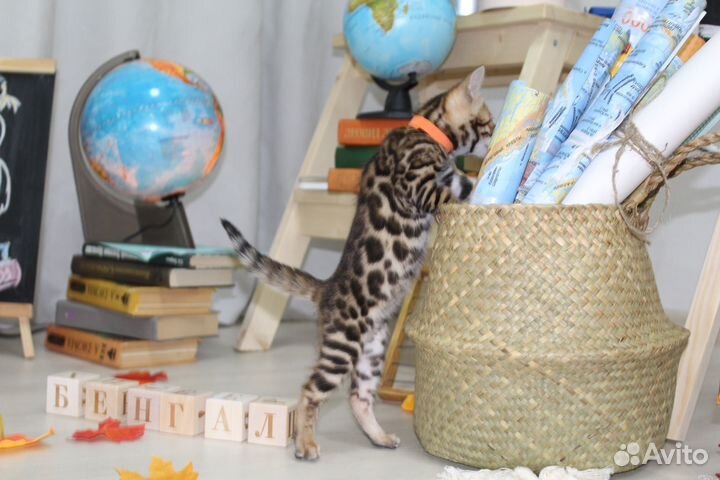Бенгальские котята