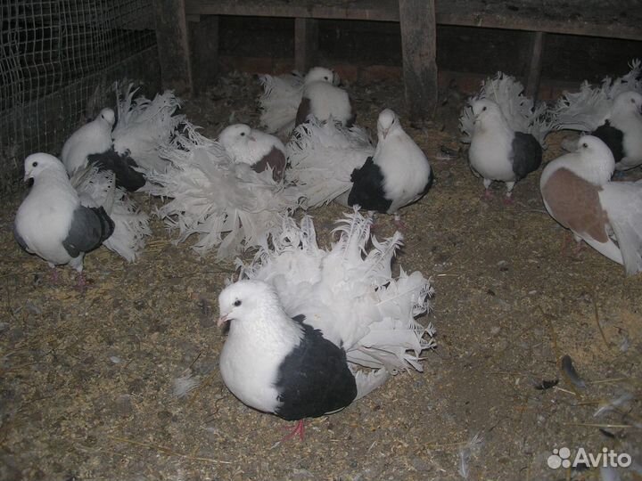 Продам голубей