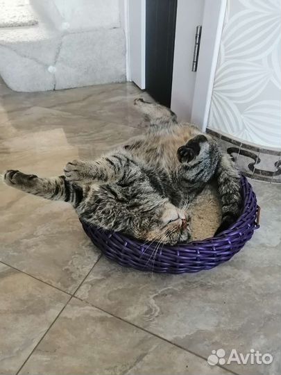 Лежанка для кошек из экоротанга