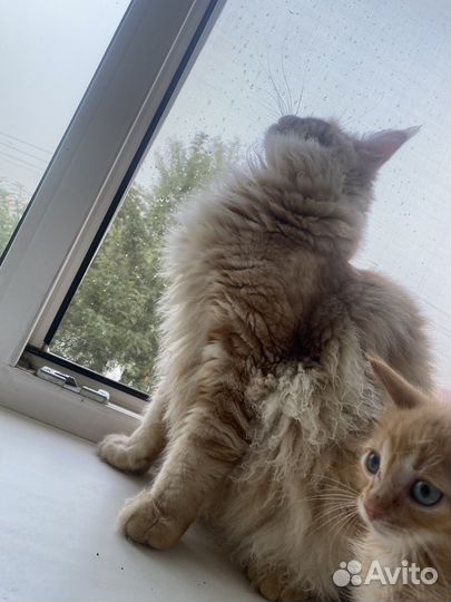 Кот мейн-кун