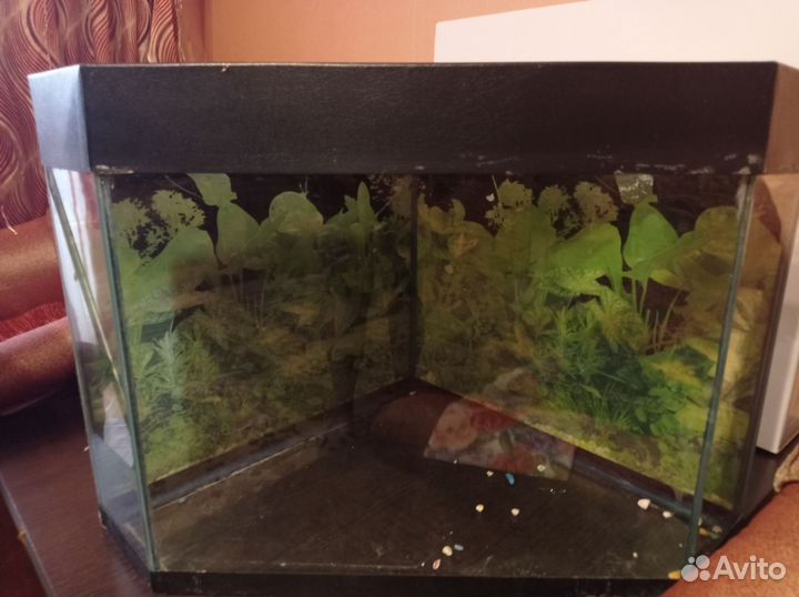 Аквариумы