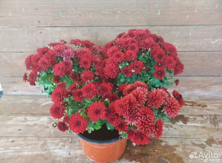 Хризантема шаровидная