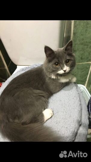 Кошка