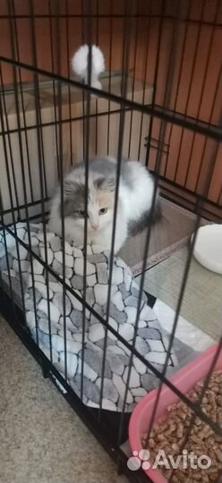 Кошечка в добрые руки
