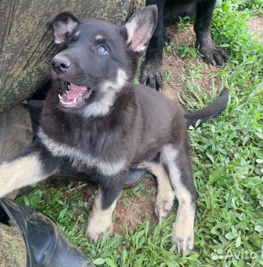 Восточноевропейская овчарка щенок