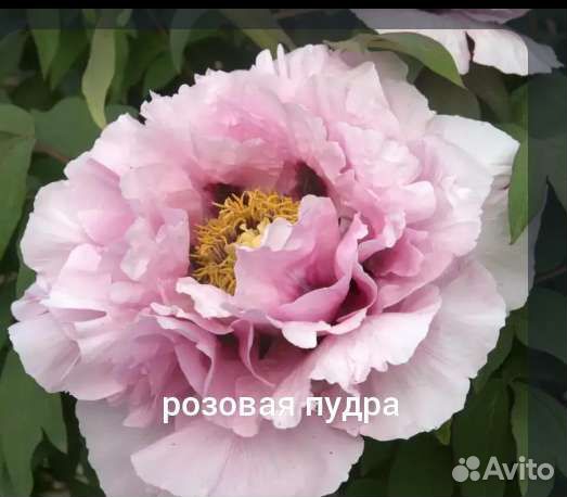 Пионы древовидные шикаргые сорта