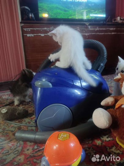 Отдам котят