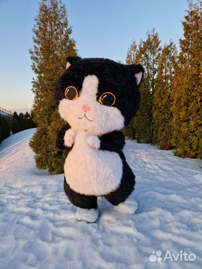 Поздравление с днем рождения. Кот сюрприз