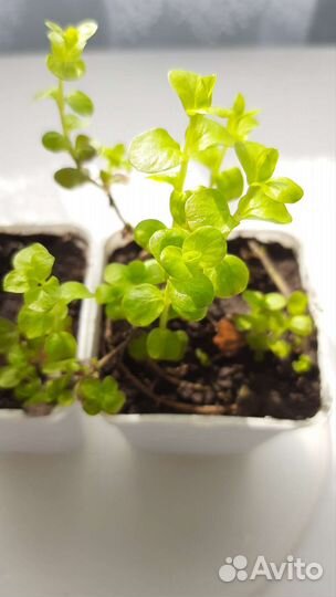 Вербейник монетчатый