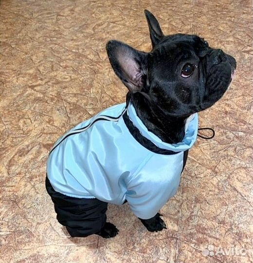 Зимние комбинезоны для французского бульдога