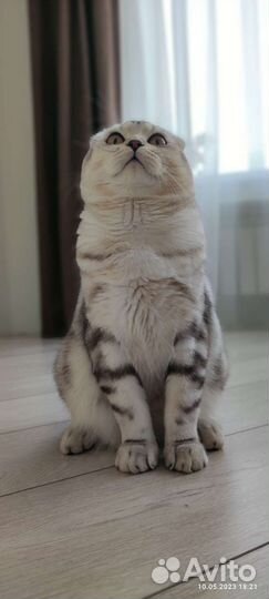 Кот на вязку шотландский вислоухий