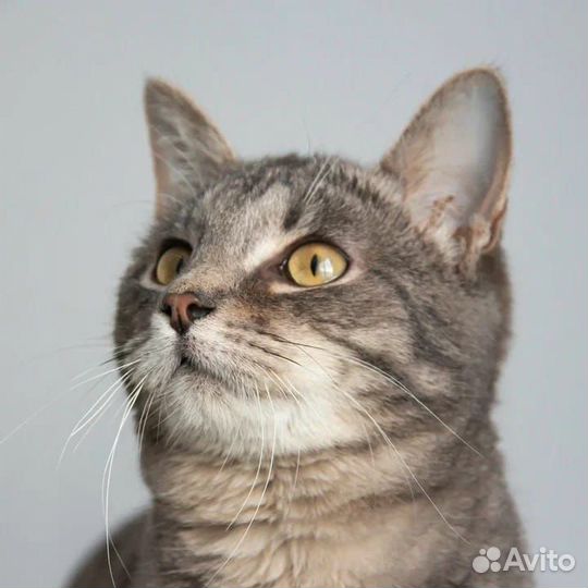 Котёнок мальчик