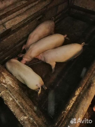 Продам поросят