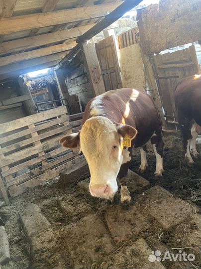 Быки на мясо живым весом