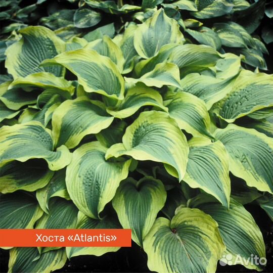 Хоста многолетняя