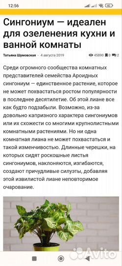 Сингониум бронь