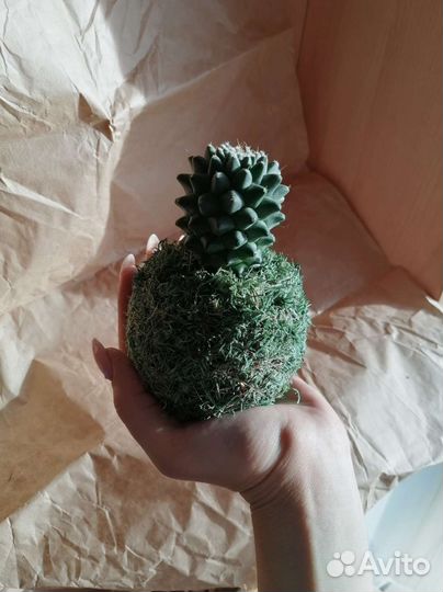 Кокедама из кактуса