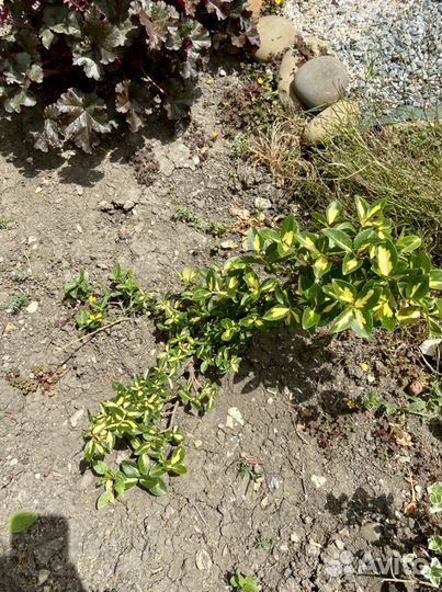 Растения для сада