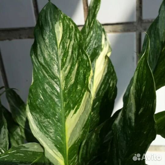 Спатифиллум 