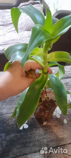 Каллизия душистая (золотой ус)