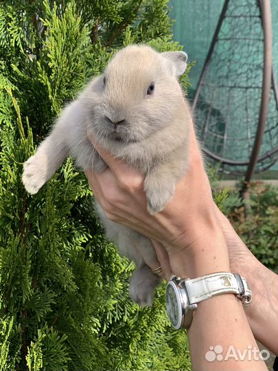 Декоративные кролики