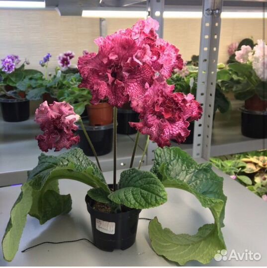 Стрептокарпусы