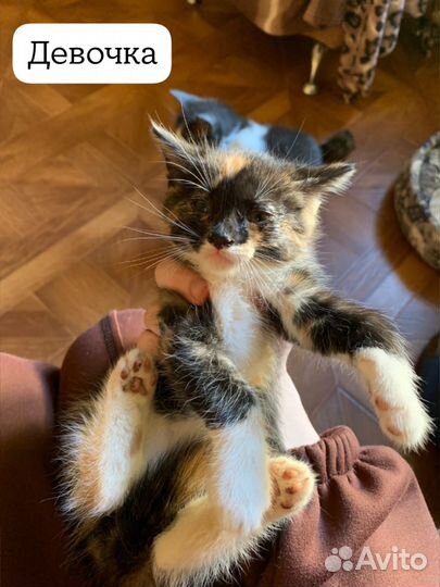 Котята 1-2 мес ищут дом