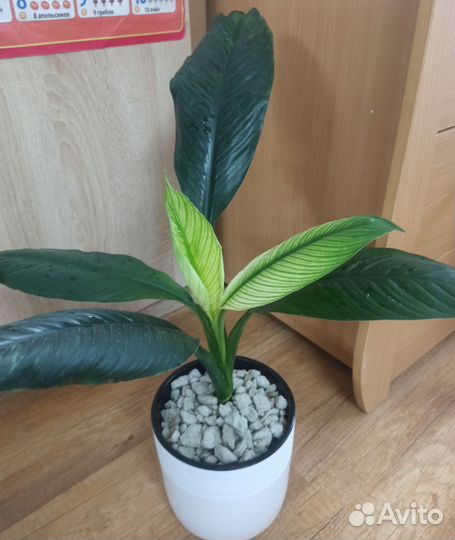 Спатифиллум